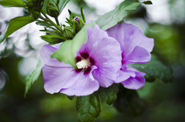 Deutschland, Baden-Württemberg, Violette Hibiskusblüte, Hibiscus syriacus - CZF000161