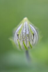 Deutschland, Kenaf, Hibiscus cannabinus, Blütenknospe - ELF001269