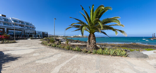 Spanien, Kanarische Inseln, Lanzarote, Palme in Costa Teguise - AMF002677