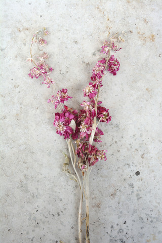 Deutschland, Bayern, zwei verwelkte rosa Blüten auf einer grauen Platte, lizenzfreies Stockfoto