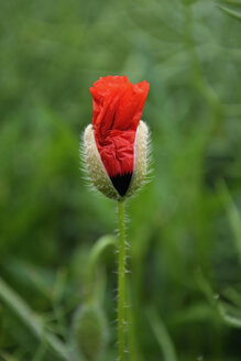 Deutschland, Bayern, Roter Mohn, Papaver rhoeas - AXF000724