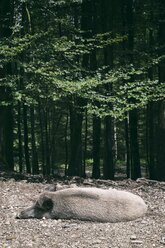 Germany, Baden-Wuerttemberg, Wild boar, Sus scrofa, resting at forest edge - ELF001287