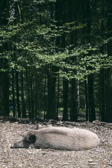 Deutschland, Baden-Württemberg, Wildschwein, Sus scrofa, ruhend am Waldrand - ELF001287