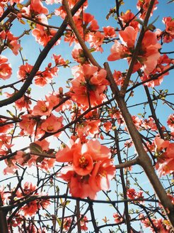 Blühende Chaenomeles - BRF000595