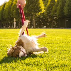 Hund, Canis lupus familiaris, wälzt sich auf einer Wiese, während sein Besitzer die Leine hält - PUF000023