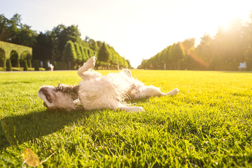 Hund, Canis lupus familiaris, wälzt sich auf einer Wiese - PUF000025