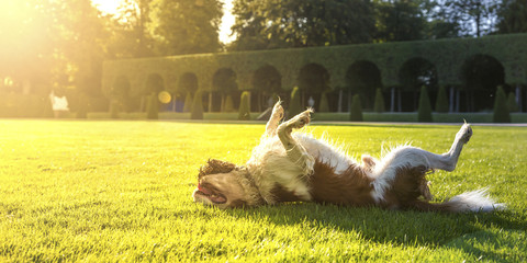 Hund, Canis lupus familiaris, wälzt sich auf einer Wiese, lizenzfreies Stockfoto