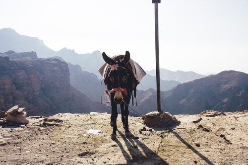 Jordanien, Petra, Esel - FLF000488