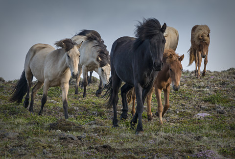 Iceland, North of Iceland, Icelandic horses stock photo