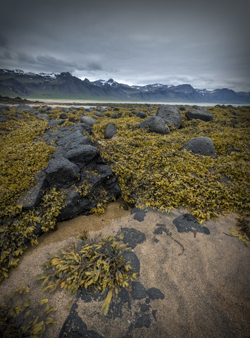 Island, Strand mit Seegras bei Ebbe, lizenzfreies Stockfoto