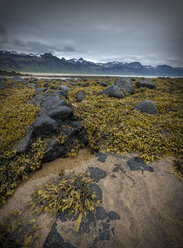 Iceland, Beach with seagrass at low tide - MKFF000084