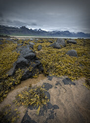 Island, Strand mit Seegras bei Ebbe - MKFF000084