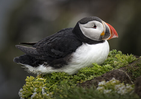 Island, Westfjorde, Latrabjarg, Papageientaucher, Fratercula arctica - MKFF000092