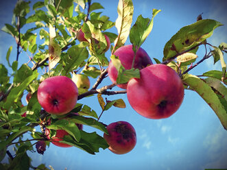 Deutschland, rote Äpfel am Baum - HOHF000951