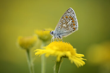 England, Common blue butterfly, Polyommatus icarus, sitting on yellow blossom - MJO000639
