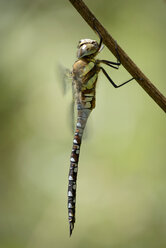 England, Wanderhändlerin, Aeshna mixta, Nahaufnahme - MJO000643