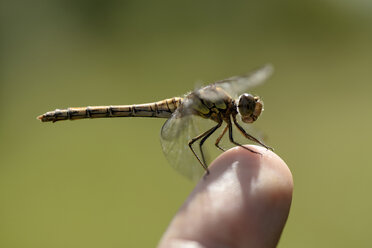 England, Common Darter, Sympetrum striolatum, sitting on finger - MJOF000644