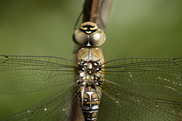 England, Wanderhändlerin, Aeshna mixta, Nahaufnahme - MJO000645