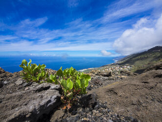 Spain, Canary Islands, La Palma, Euphorbia at Southern Coast near Las Indias - AMF002690