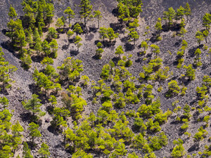 Spanien, Kanarische Inseln, La Palma, Fuencaliente, Kanarische Kiefern, Pinus canariensis, wächst im Krater San Antonio - AMF002696