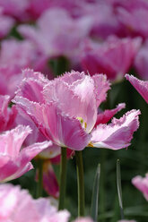 Netherlands, Holland, Keukemhof, Tulip bed, Pink tulip, Tulipa - HLF000701