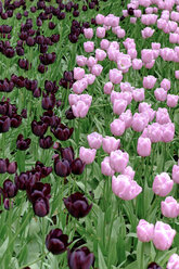 Netherlands, Holland, Keukemhof, Tulip bed, pink and dark red tulips, Tulipa - HLF000702
