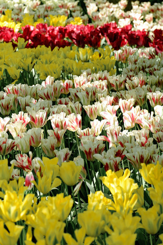 Niederlande, Holland, Keukemhof, Tulpenbeet, gelbe, rot-weiße und rote Tulpen, Tulipa, lizenzfreies Stockfoto