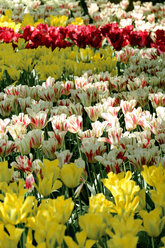 Niederlande, Holland, Keukemhof, Tulpenbeet, gelbe, rot-weiße und rote Tulpen, Tulipa - HLF000703