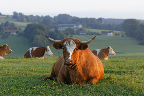 Germany, Bavaria, cow lying on meadow near Greimharting - SIEF005830