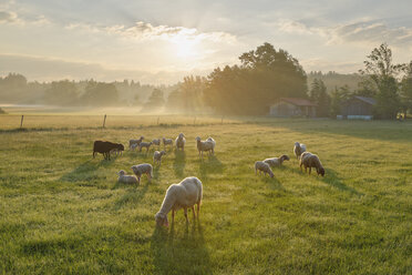 Germany, Bavaria, flock of sheep at Simssee - SIEF005832
