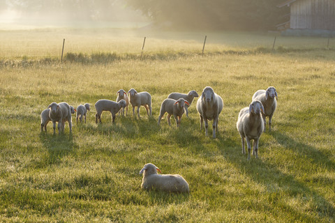 Germany, Bavaria, flock of sheep at Simssee stock photo