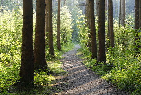 Germany, Bavaria, Prutting, forest path - SIEF005839