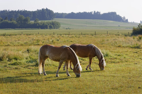 Germany, Bavaria, horses on paddock near Rins - SIEF005840