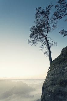 Deutschland, Sachsen, einzelner Baum am Hang im Elbsandsteingebirge - MSF004107