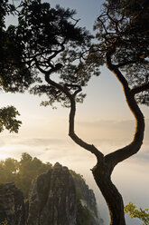 Germany, Saxony, morning mist at Elbe Sandstone Mountains - MSF004131