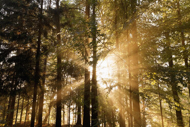 Deutschland, Sachsen, Sonnenlicht fällt durch Bäume im Nationalpark Sächsische Schweiz - MSF004132