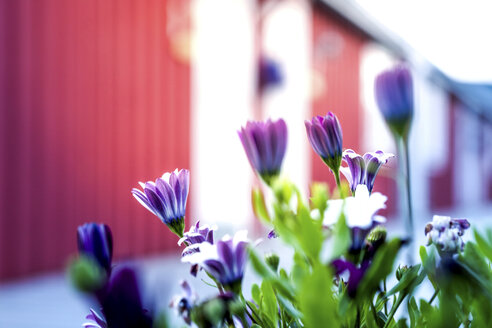 Norwegen, Lofoten, Vestvagoey, Kabelvag, Blumen im Vordergrund der traditionellen Rorbuer-Häuser - PUF000028