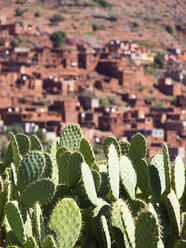 Marokko, Marrakesch-Tensift-El Haouz, Atlasgebirge, Ourika-Tal, Dorf Anammer, Kaktusfeigen, Opuntia ficus-indica - AMF002724