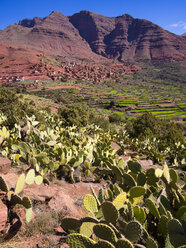 Marokko, Marrakesch-Tensift-El Haouz, Atlasgebirge, Ourika-Tal, Dorf Anammer, Kaktusfeigen, Opuntia ficus-indica - AMF002705