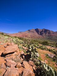 Morocco, Marrakesh-Tensift-El Haouz, Atlas Mountains, Ourika Valley, Village Anammer, Prickly Pears, Opuntia ficus-indica - AMF002706