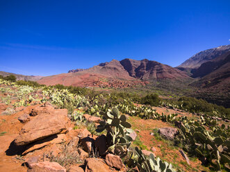 Morocco, Marrakesh-Tensift-El Haouz, Atlas Mountains, Ourika Valley, Village Anammer, Prickly Pears, Opuntia ficus-indica - AMF002707