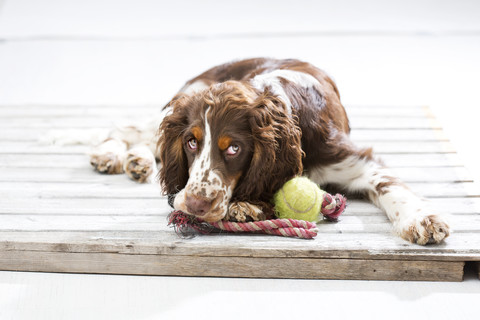 English Springer Spaniel puppy lying on wooden pallet with his dog toys stock photo