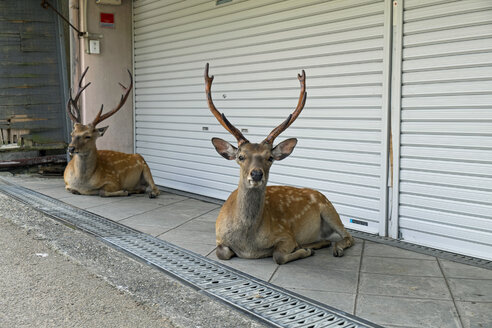 Japan, Nara, Fallow bucks resting in front of a shop - HLF000710