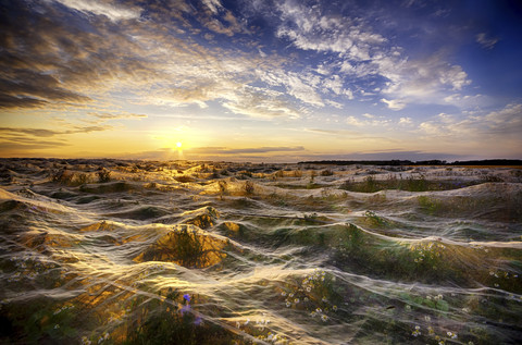 Vereinigtes Königreich, Schottland, East Lothian, Kunststoffnetze über einem Getreidefeld gegen die Sonne, lizenzfreies Stockfoto