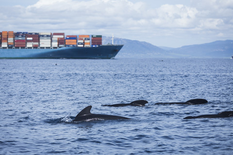 Spanien, Andalusien, Tarifa, Meerenge von Gibraltar, Langflossen-Grindwale, Globicephala melas vor einem Frachtschiff, lizenzfreies Stockfoto