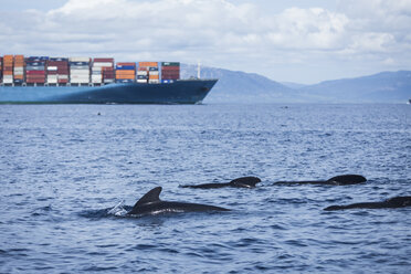 Spain, Andalusia, Tarifa, Strait of Gibraltar, Long-finned pilot whales, Globicephala melas in front of a cargo ship - KBF000139