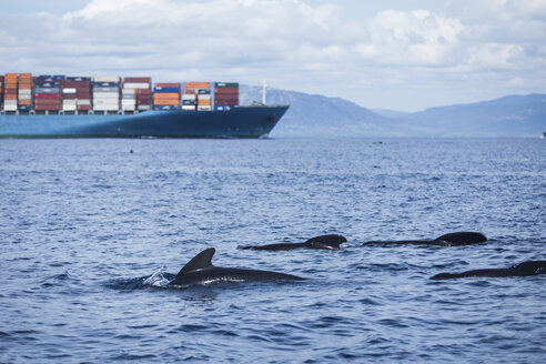 Spain, Andalusia, Tarifa, Strait of Gibraltar, Long-finned pilot whales, Globicephala melas in front of a cargo ship - KBF000139