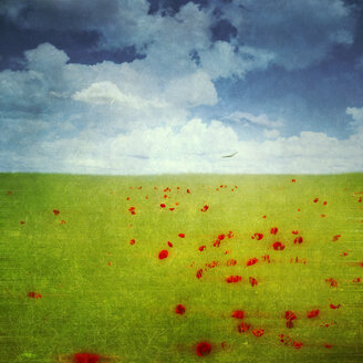 Rote Mohnblumen in einem Rapsfeld, digitale Bearbeitung - DWI000152