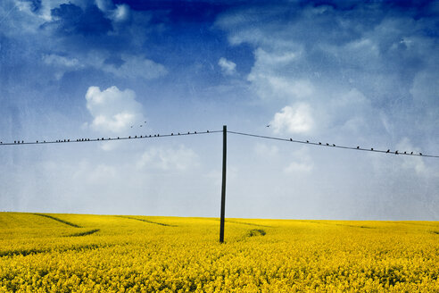 Blühendes Rapsfeld und Vögel, die auf einer Stromleitung sitzen - DWI000153