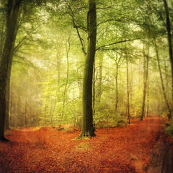 Fork path in autumn forest - DWI000156